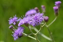 Image result for Vernonia cinerea