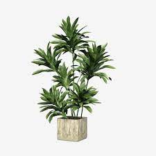 Square Ceramic Flower Pot Green Plant Plant Clipart Square Ceramic Png Transparent Clipart Image And Psd File For Free Download Cvetochnye Gorshki Derevyannye Cvety Rasteniya