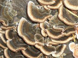 More images for mushroom growing on tree stump » Picture I Took Of Mushrooms Growing On An Old Tree Stump In Our Yard Nature Texture Magical Mushrooms Stuffed Mushrooms