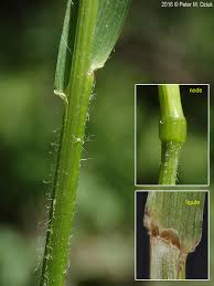 Image result for Festuca costata