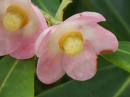 Image result for Sesamum parviflorum