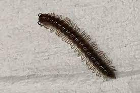 These pests deposit their eggs in moist potting soil that's often hidden from view. Controlling Millipedes In And Around Homes Nc State Extension Publications