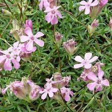 Image result for Loxodera caespitosa