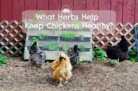 Check spelling or type a new query. What Herbs Keep Chickens Healthy Timber Creek Farm