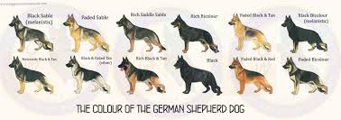 Black And Tan Faded German Shepherd Puppies Pin By Eyal Salomon On German Shepard Dogs German Shepherd Dogs Melanistic German Shepherd