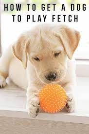 How To Get A Dog To Play Fetch Dogsnet Com In 2020 Dog Activities Dogs Play Fetch