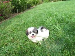 We love our family raised, and breed temperament, that we strive for! Free Classifieds Hoobly Classifieds Teddy Bear Puppy Teddy Bear Puppies Puppy Adoption