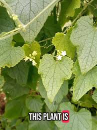 Image result for Zehneria minutiflora