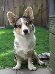 In search of new homes with loving families. Pin On Corgi Aussie