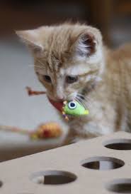 12 Week Old Kitten A Complete Guide From Kedi