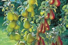 We did not find results for: Fruit Trees Columnar Duo V Mini Plant Nursery Material Poland