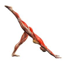 Downward Facing Dog Pose Right Leg Up Adho Mukha Svanasana Plus Right Yoga Poses Yoga Anatomy Yoga Muscles Yoga Asanas
