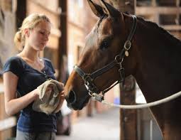 Information on taking care of a horse, horse care tips for keeping a strong interactive and healthy horse, basic horse habitat, horse feeding and types of horse classifcation, an overview of horse classes including the major groups, types by physical characteristics, and types by training for show. How To Take Care Of A Horse Pet City Vet