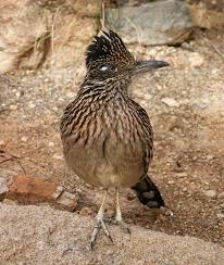 Birds Of Southern Arizona Roadrunner Tucson Arizona Tucson And Southern Arizona Is One Of The Best Bird Watching Destinations In The U North American Wildlife Birds Desert Animals