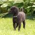 Miniature Poodle Puppies for Sale in OH | Lancaster Puppies