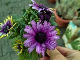 Image result for paprskovka obrázek