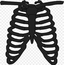Centaurs are named for its many malformed legs. Rib Cage Human Skeleton Anatomy T Shirt Png 1250x1280px Watercolor Cartoon Flower Frame Heart Download Free