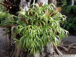 corne de cerf corne d elan platycerium bifurcatum corne de cerf epiphyte fougere