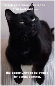 That S Exactly Right I Mean They Re Unbelievably Gorgeous But Would You Really Want A Big One In The House Really Can You Imagine Cats Cute Animals Cute Cats