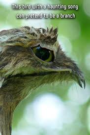 Bird With Big Mouth And Eyes This Bird With A Haunting Song Can Pretend To Be A Branch Birds Most Beautiful Birds Potoo Bird