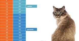 how old is your cat in people years