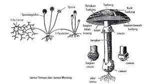 Empat jamur aneka warna, jamur jamur, jamur, fotografi, rumput png. Kelompok Jamur Atau Fungi Mikirbae Com