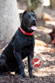 Check spelling or type a new query. Best Way To Train A Presa Canario Puppy La Nobleza Kennel