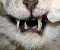 Orthodontists won't let me get braces until 18 and a half (1 year to go). How To Sort Out Cats That Can T Close Their Mouths