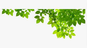 Tree Leaves Png Images Free Transparent Tree Leaves Download Kindpng If you like, you can download pictures in icon format or directly in png image format. tree leaves png images free