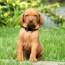 Our puppies are socialised extensively with dogs and people alike. Alex Vizsla Puppy For Sale In Pennsylvania