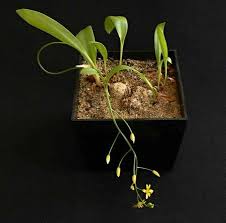 Image result for Eriospermum mackenii