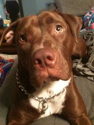 Best Dog Ever