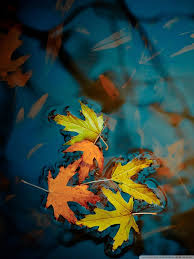Here you can get the best fall leaves wallpapers desktop for your desktop and mobile devices. Autumn Leaves In Water 768x1024 Download Hd Wallpaper Wallpapertip