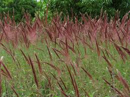 Image result for Melinis minutiflora