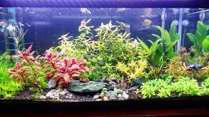 Customer Planted Aquarium Planted Aquarium Plant Sale Plants