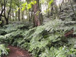 Image result for Ptisana