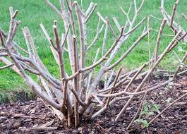 After flowering in may, the two snowball varieties viburnum x carlcephalum and viburnum carlesi can be given a rejuvenation pruning. Rejuvenation Pruning Citygreen Services