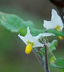 Image result for Solanum villosum