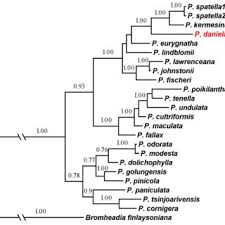 Image result for Polystachya lindblomii