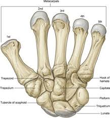 Carpometacarpal Joint - WikiSM (Sports Medicine Wiki)