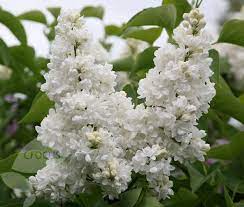 Syringa Vulgaris Madame Lemoine Common Lilac Syringa Vulgaris Common Lilac White Lilac Tree