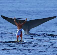 Whales In Lake Superior | North Shore Visitor