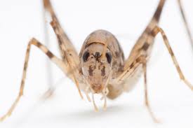 Camelbacks are brown, about an inch or two in length. Big But Beneficial Specific Cricket Widespread In Raleigh Homes Wral Com