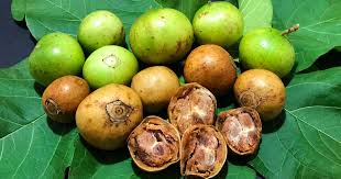 Image result for Vangueria vestita