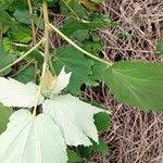 Image result for Triumfetta cordifolia