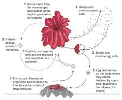 The Science Of Seaweeds American Scientist