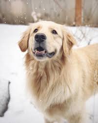 Instagram Golden Retriever Cute Dog Pictures Outdoor Dog House