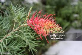 Image result for Grevillea robusta