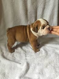 In the case of the english bulldog, the high cost associated with this breed goes beyond the price of a puppy bought from a breeder. Litter Of 8 English Bulldog Puppies For Sale In Ankeny Ia Adn 62208 On Puppyfinder Com Gender Male S And Fe English Bulldog Puppies Puppies English Bulldog