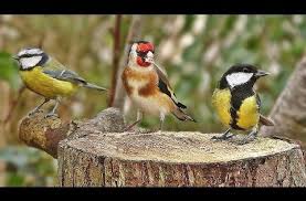 Bird Sounds Birds Singing Mp3 Download Bird Sounds Spectacular Morning Bird Song Youtube Vogels Vogeltjes